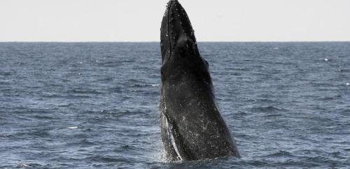 midoritonbo:carry-on-my-wayward-butt:note-a-bear:kerryrenaissance:the-future-now:Humpback whales are