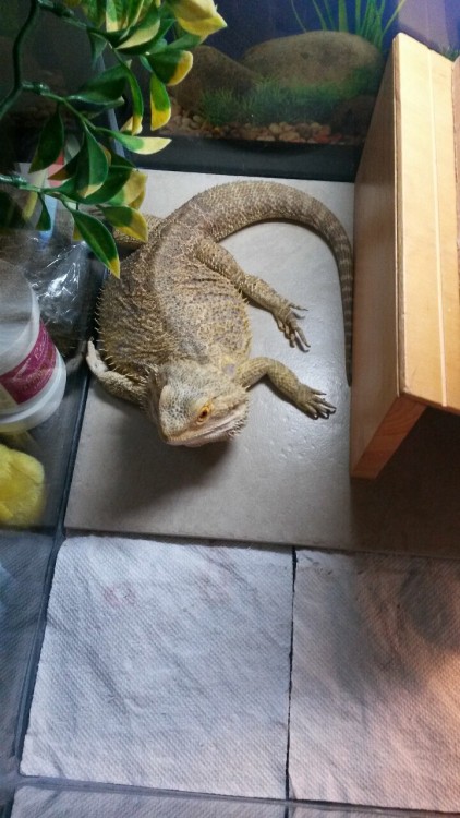 thingsonmydragon: Why take box?  (It’s bath time)