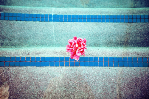 Pink hibiscus flower in the pool. 
