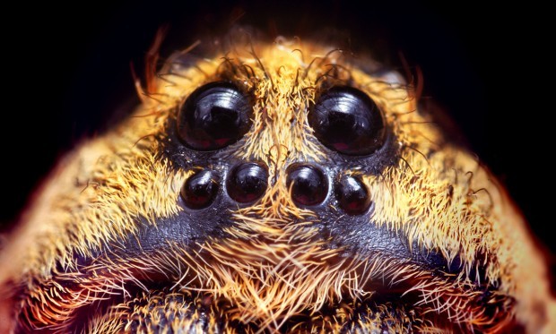 wondrousalice:  Microphotography of spiders being cute. 