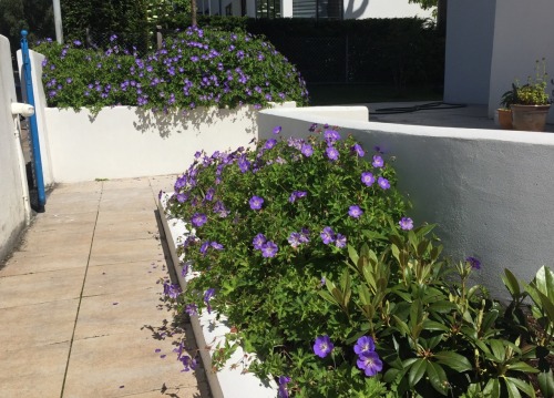 Geranium in summer weather (finally).