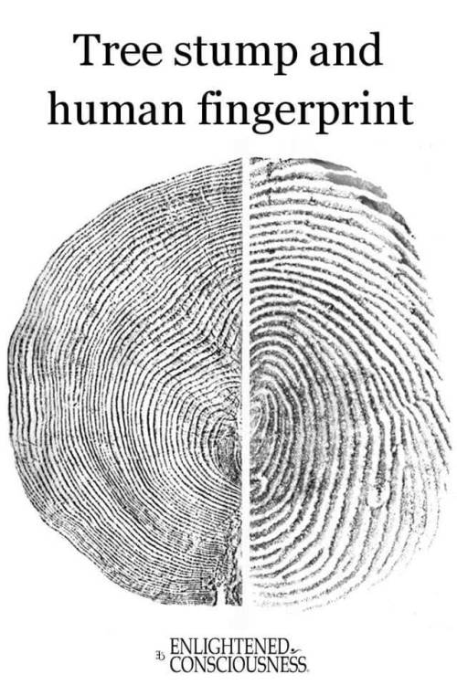 fingerprints