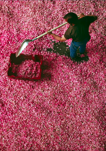 wildthicket:A worker at the Roure perfume plant in Grasse, France, scoops up the