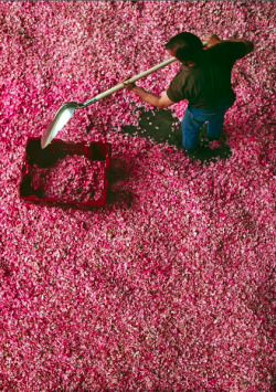 Wildthicket:  A Worker At The Roure Perfume Plant In Grasse, France, Scoops Up The