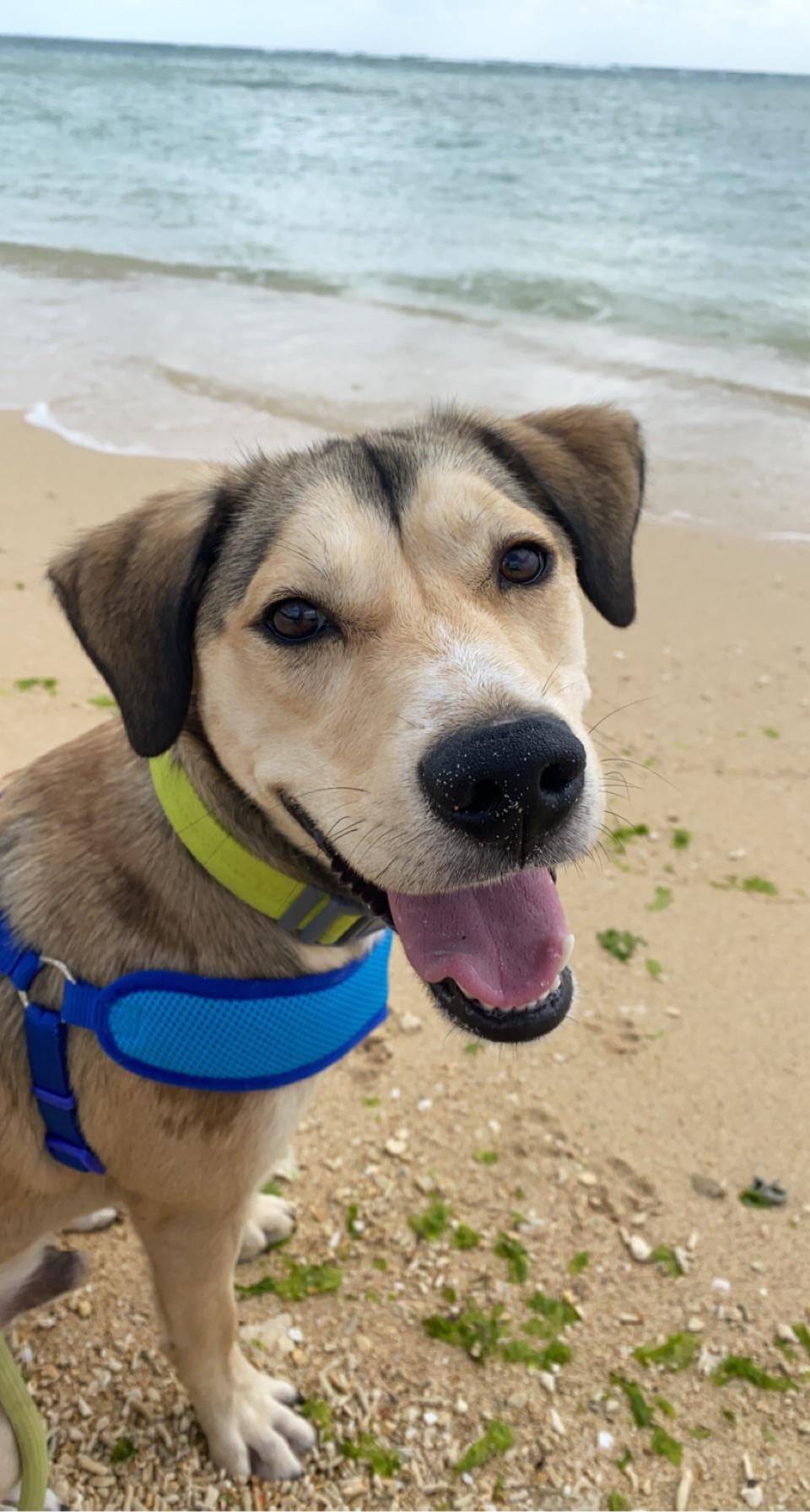 This is Max. Max is in trial with me to be adopted. He loves the beach. He also gives the best hugs.
 Submit your cute pet 