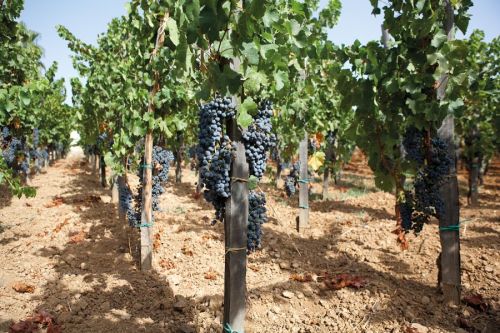 ferribotti:  Nero d’AvolaQuando ero ragazzo i viticoltori francesi erano in subbuglio. La loro rabbia era contro un sistema di produzione francese che vedeva arrivare nei porti francesi navi cisterne piene di Nero d’Avola per dare corpo e sostanza