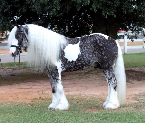 sixpenceee:The Tinker Horse  also known as Gypsy Vanner Horse in the US & UK is a type of horse breed. They are known for their feathered neck and hooves. This horse is known for being intelligent, docile, athletic, and having excellent endurance.