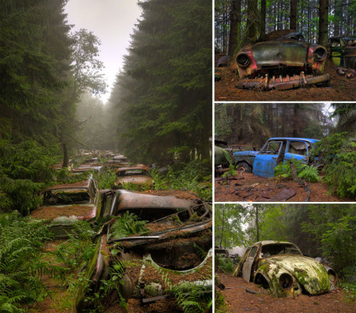 Abandonned cars cemetery in Belgium adult photos