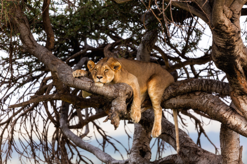 XXX riggu:  A lioness sits on a tree branch, photo