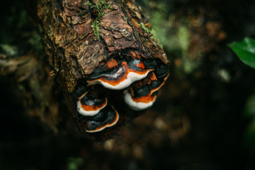 red belted polypores