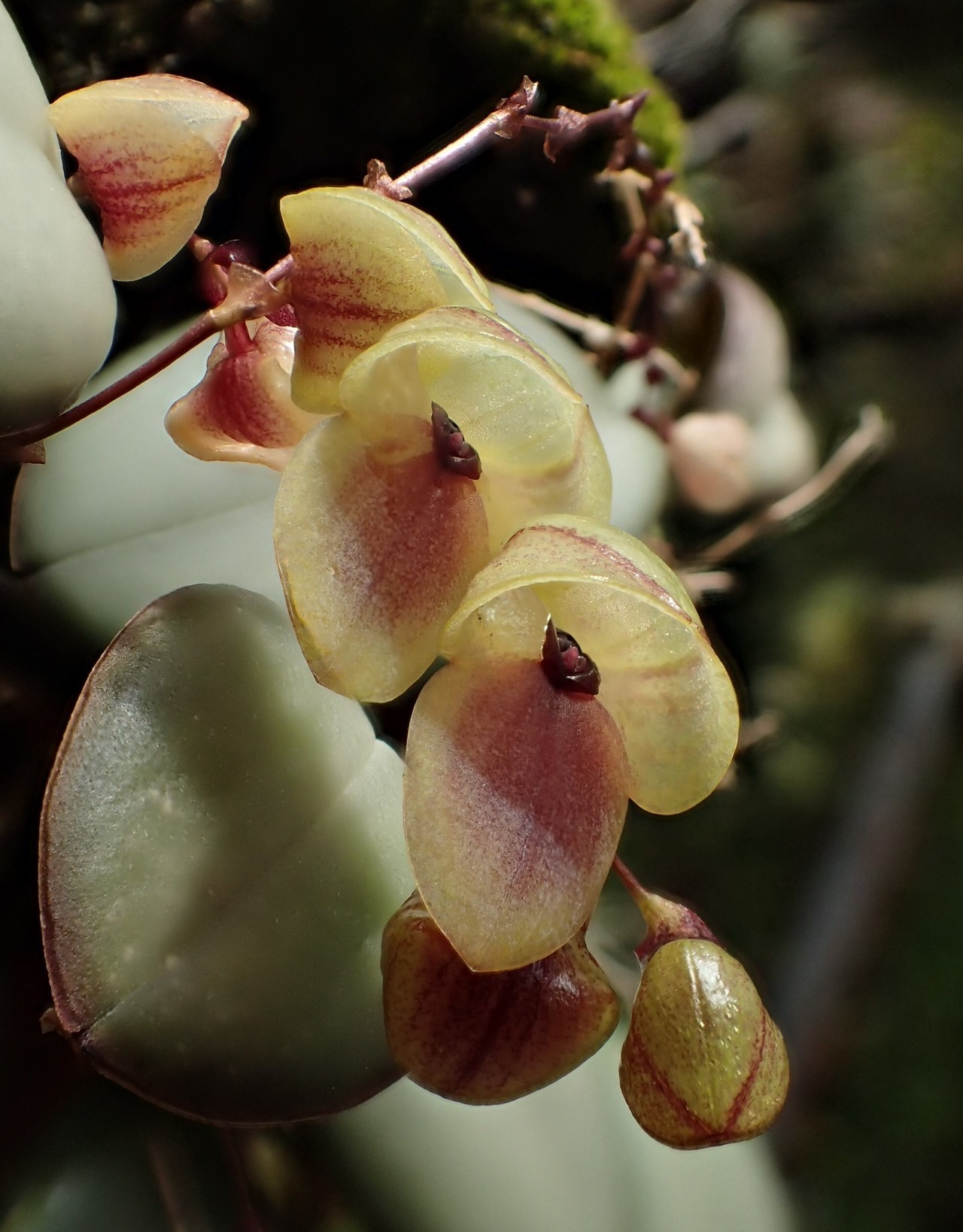 orchid-a-day: Stelis thoerleae January 30, 2018  