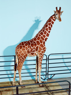 jucophoto:  We got to photograph a giraffe