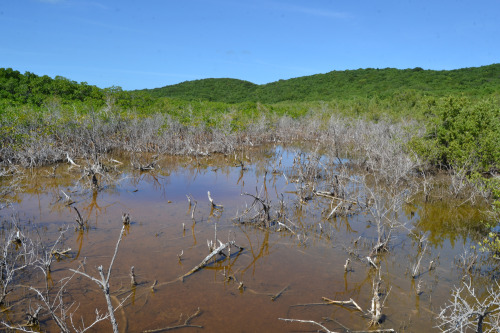 Cabezas de San Juan Nature Reserve, Fajardo, Puerto Rico.