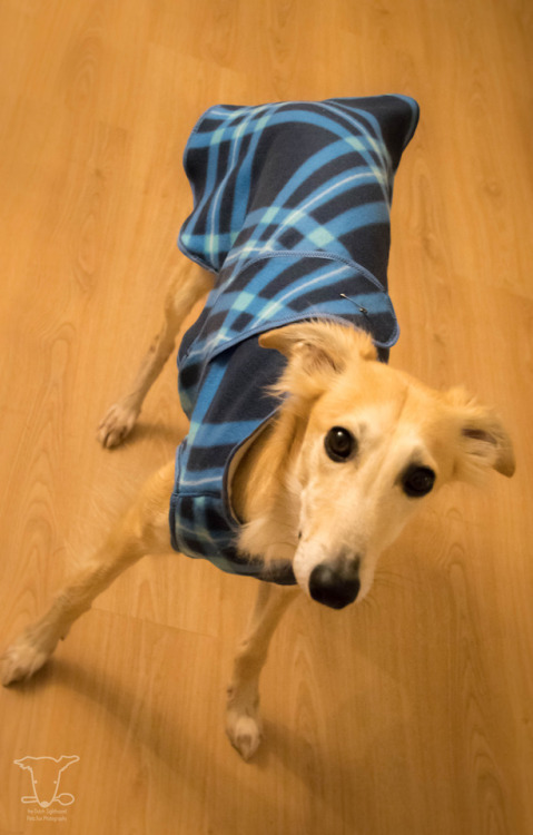 thedutchsighthound:I told Human I was very VERY cold today in the rain and wet snow at the stables, 