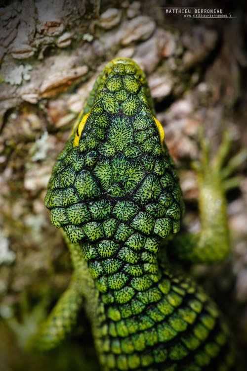 thegreenmeridian:end0skeletal-undead:Arboreal or Mexican Alligator Lizard,Abronia gramineaPhotos byM