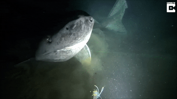 seatrench:Rare footage of a Greenland Shark (Somniosus microcephalus)Greenland Sharks are the longes