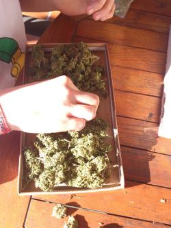 rootbeerisawesome:  weedporndaily:  and then, this is what you get with 贄 in spain hahah  I want.