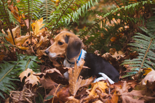 Beagle Buddy