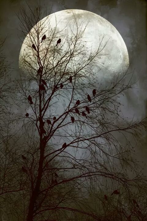 seasons-in-hell: ‘Black Birds Singing in the Dead of Night’ by John Rivera on 500px