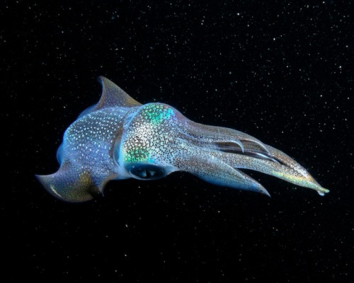 lain-flux-a-billy:  The galactic squid Cameron Knudsen. Eri-Kannibal Collection.