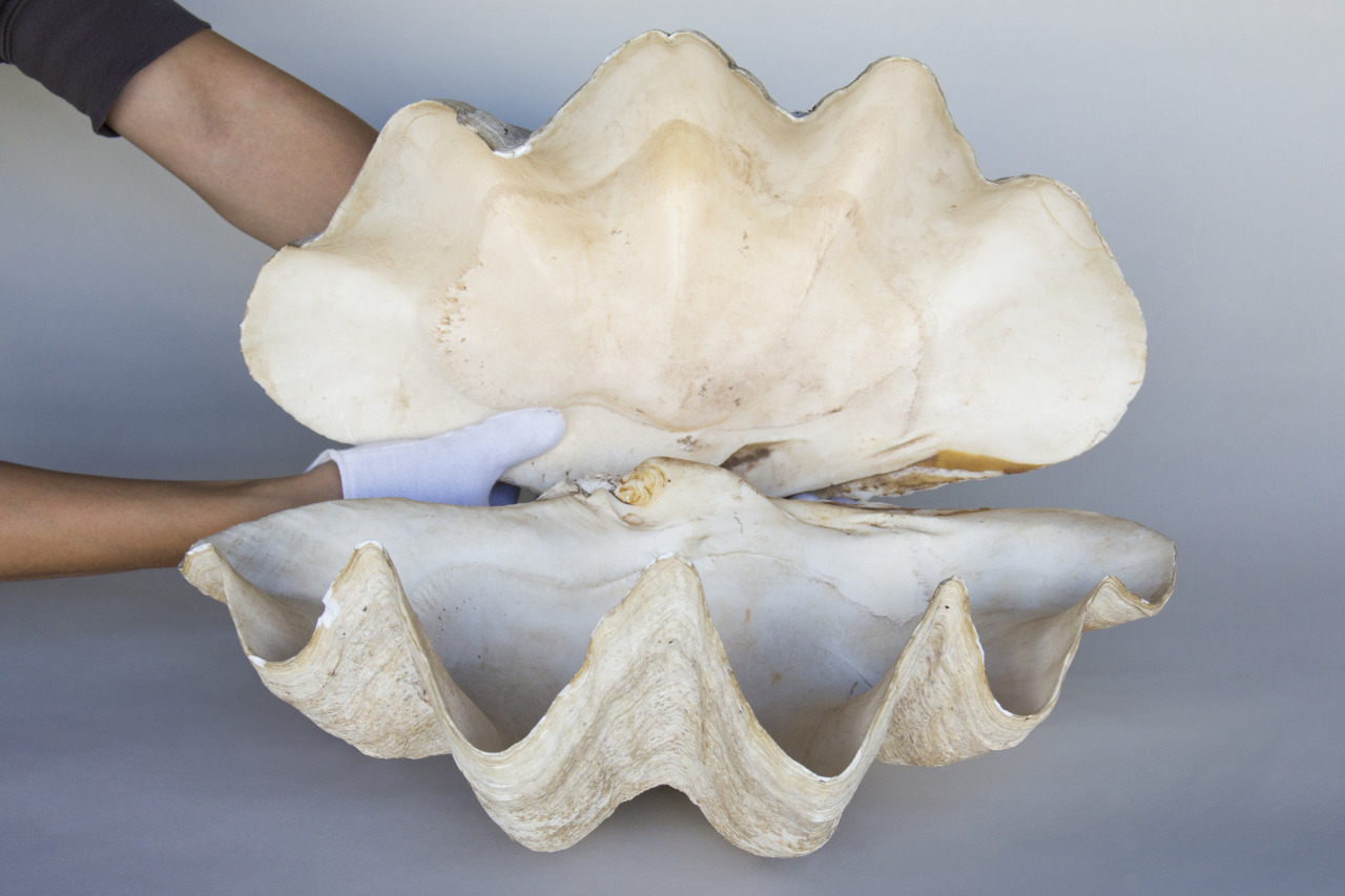 open giant clam