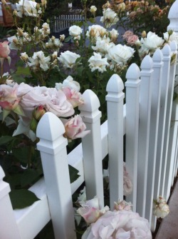 cardcaptorr:  cardcaptorr:I saw some really pretty flowers today~  omg this was like 2 years ago aw