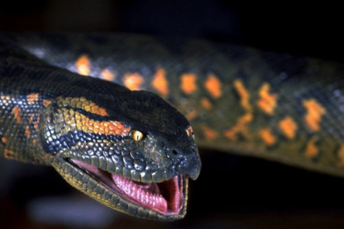 Anaconda