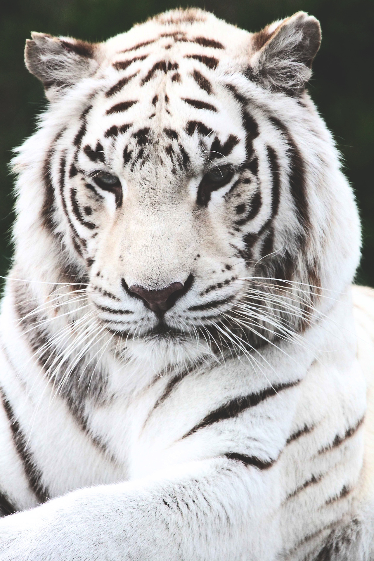 An Ivory and Gold Aesthetic Blog — chibi-artguardian: banshy: Weisser Zoo  Kernhof...