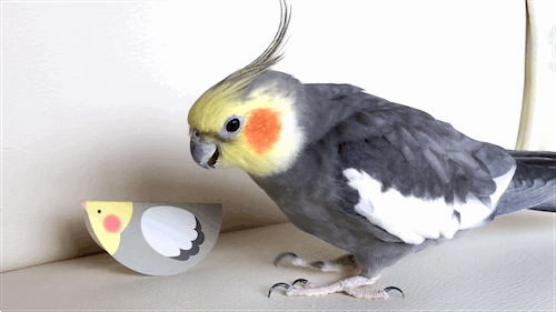 mylovelybirds:069_2014Related article