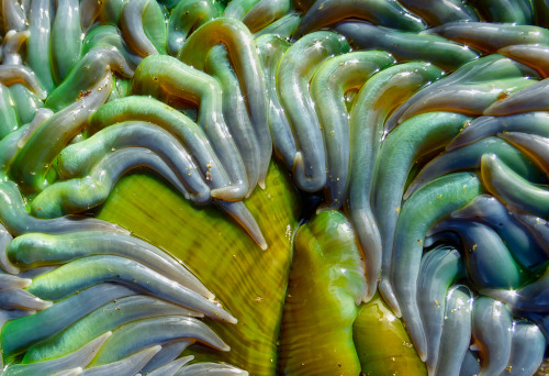 green anemone (Anthopleura xanthogrammica)San Mateo county CA Jan. 2015 / ZS25 /