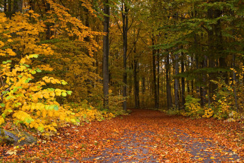 silvaris: Country road in autumn by Conny Sjostrom