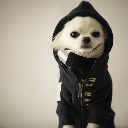 adreamdeferred:  sonypraystation:  why this dog dressed better than me  dog fresh as fuck. 