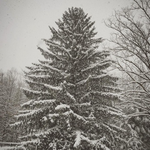 December 9, 2018. “Snowy Pine — Winterstorm Diego ❄️☃️”. #pinetree #tree #snowcove