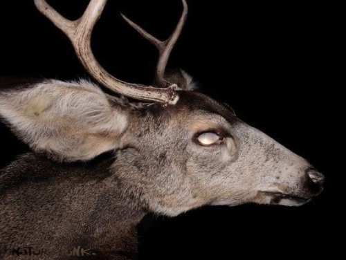 While Editing Toby, Ive Decided That He Is Literally A Deer With Chronic Wasting Disease And NOBODY Can