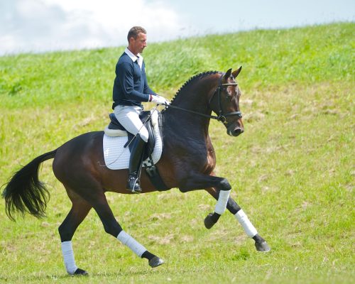 ChippendaleLord Leatherdale x Ti AmoDutch Warmblood, Stallion16.2hhBorn 2007