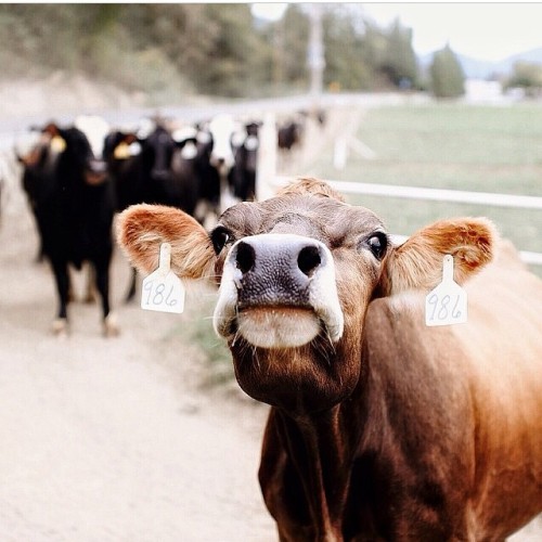 moo moo