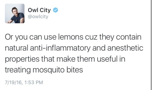 companionwolf: naturaldaisaster: nothing is quite as Good and Pure as owl city trying to protect his