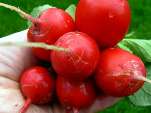 Sora Radish and &ldquo;Orchard Radnip&rdquo; (as I&rsquo;m calling them) harvest. The purple one app