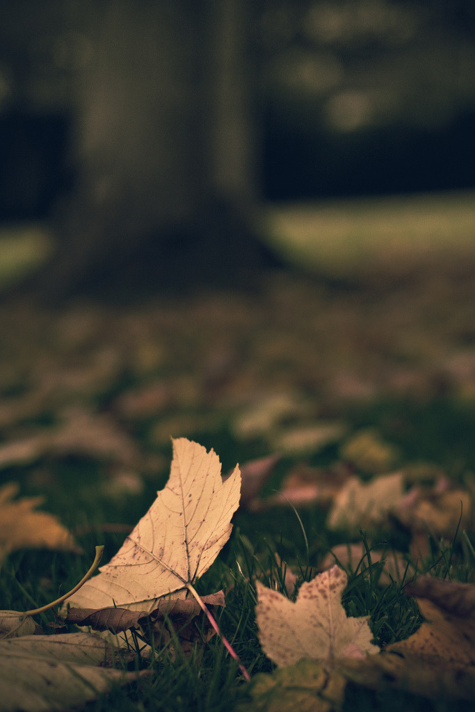 r2–d2:  Fallen Leaf(s) by (Herr Olsen) 
