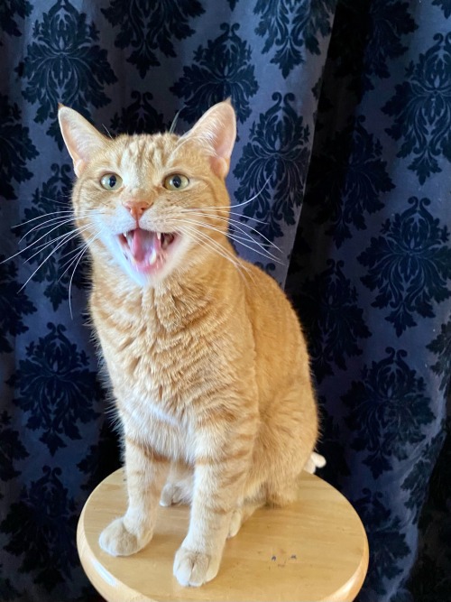 Handsome Boy