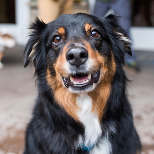 thedogist: Zorro, Australian Shepherd (9 y/o), Park City Mountain, Park City, UT • “If yo