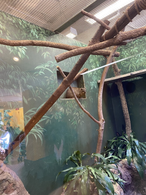 Rock hyrax at the Smithsonian National Zoo in Washington D.C.