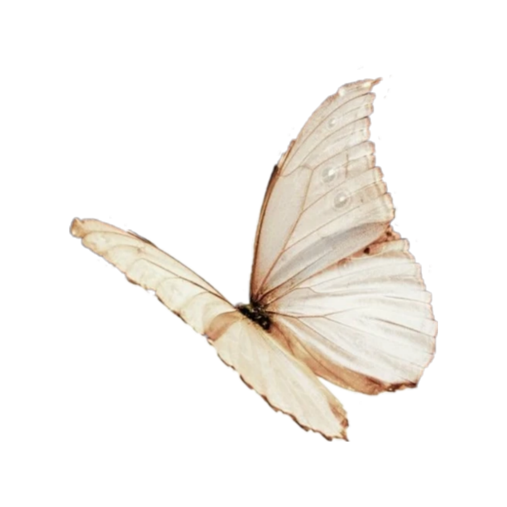 white critter