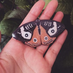 mulberrychronicles:  Dancing moth: colours of Autumn 🍁 