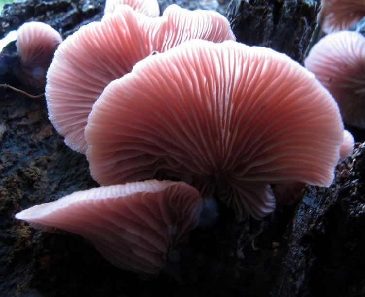  pink fungi - Jan Tilden 