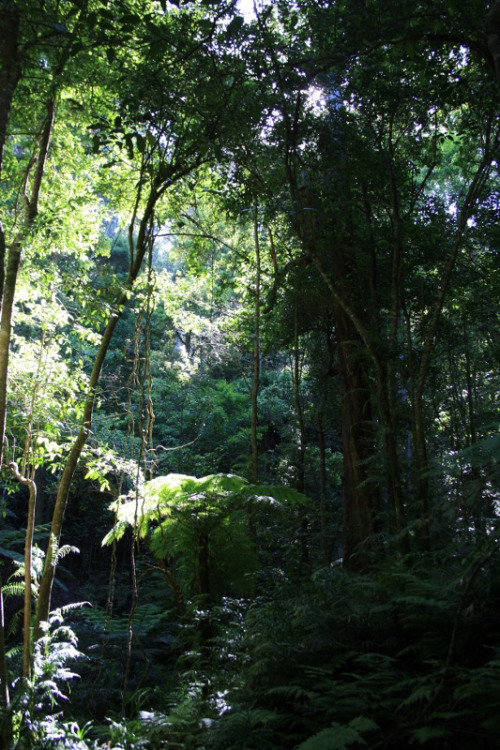 waterfxlls:  oceaniatropics:   wilson’s promontory, victoria, australia  Waterfalls of tropical pict