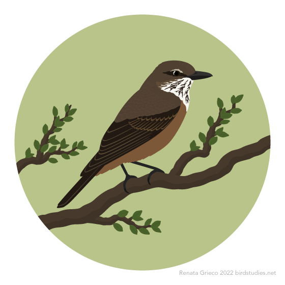 A brown bird with dark brown wings and tail, a white and dark brown streaked throat, a reddish underside, and a dark grey bill and legs perches on a branch, surrounded by branches with tiny leaves, against a green background