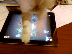 artfave:  Cat plays fruit ninja on ipad