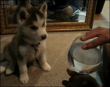 doggykittyeverywhere:http://doggykittyeverywhere.tumblr.com