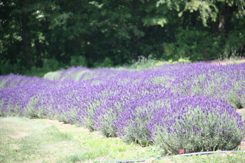Lavender fields